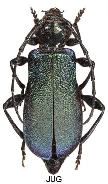 Obsah obrázku roztoči, hmyz
Popis byl vytvořen automaticky